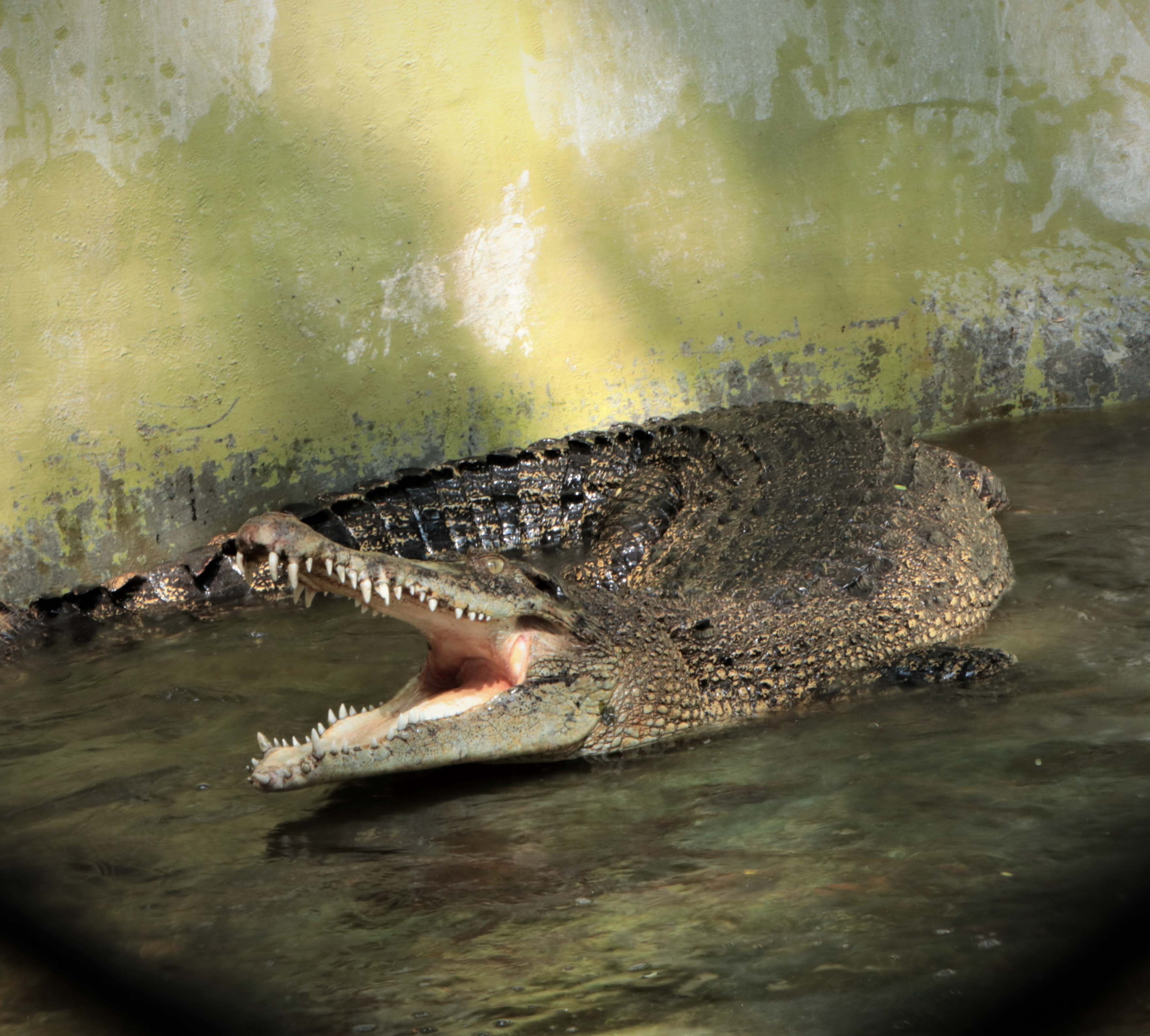 Saltwater Crocodile